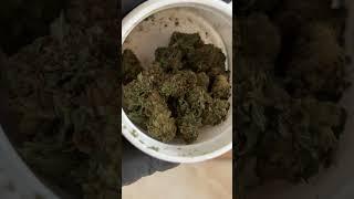 ASMR Medical Weed UK  MaMedica 