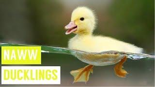 Super Cute DUCKLINGS Swimming and Eating Compilation