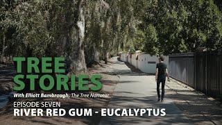 TREE STORIES - Episode Seven: The River Red Gum Eucalyptus