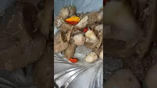 Tumis ayam bakso