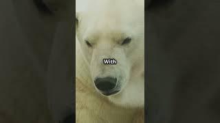 A Blizzard of Polar Bears: Wild and Afraid