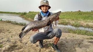 Ловля змееголова. Узбекистан / Catching snakehead. Uzbekistan