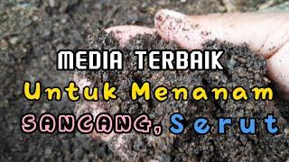 Media Terbaik untuk  SETEKAN Sancang, Serut agar Cepat Keluar Akar @utamaasepbonsaicutting3711