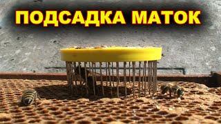 Подсаживаю маток в отводки.