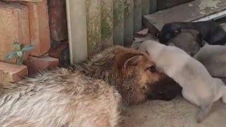 In the abandoned house, she spread her arms to protect her five children until her last breath