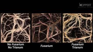 Trichoderma harzianum T22 combats Fusarium in maize roots – Koppert