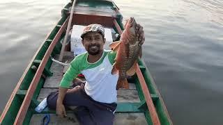 How to catch Mangrove Jack in Backwaters tips and tricks for Beginners 