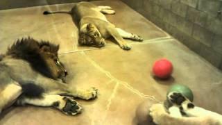 Lazy lion pride plays ball together