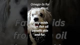 Shiny Coats & Fishy Treats: Omega-3 Wonders. #dognutritiontips #nutritionfordogs #healthypup