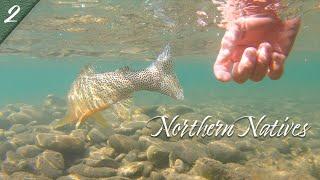 NORTHERN NATIVES | Fly Fishing for Native Cutthroat