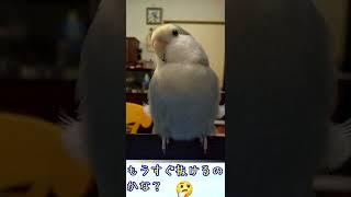 #Shorts【天使のように可愛いインコ】天使みたいに羽が両側から出ていた。Angelic lovebird.