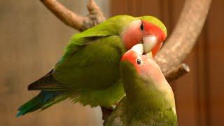 Birds who need more attention pets and birds and animals#youtube #youtubeshorts  #livingvisions