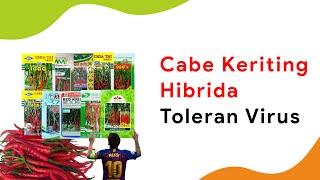 10 Benih Cabe Keriting Hibrida Potensi Hasil Terbanyak, Toleran Penyakit