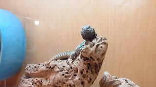 Elevages Lisard (2020) Uromastyx ornata adults chilling