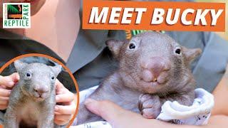 Meet BUCKY the WOMBAT JOEY | Australian Reptile Park