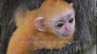 Cute Baby Silvered Leaf monkey, Malaysia