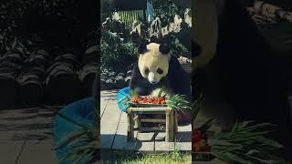 萌妹的美，真是让人无法自拔 ！ #panda #大熊貓