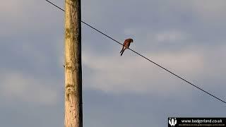 Kestrels are wired into hunting for prey in the fields near the grouse moors