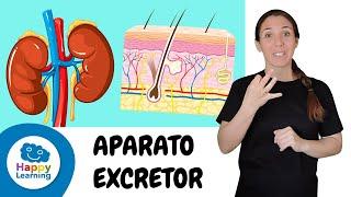 EL APARATO EXCRETOR en LENGUA DE SIGNOS | Biología para Niños | Happy Learning 