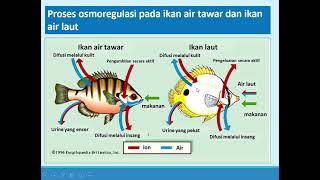 Ekskresi Dan Osmoregulasi Ikhtiologi Windarti 2021