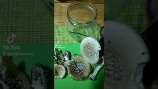 #мухомор#пантерный#настойканасамогоне )