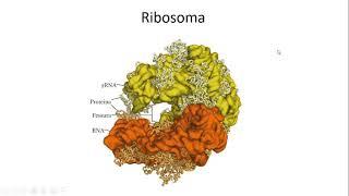 7. Ribosomi e sintesi proteica