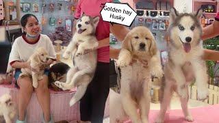 Chọn Golden Hay Husky Ngáo ?? Mật Pet Family