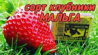 Сорт клубники МАЛЬГА. Новинка 2019г. Обзор и оценка. Belklubnika.by