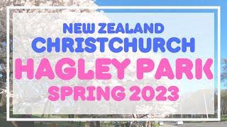 【NZ-Christchurch】2023年ハグレー公園の桜並木!今年もキレイでした。ボタニックガーデンをお散歩中に、カルガモたちにも会えました。クライストチャーチの春をお楽しみください!