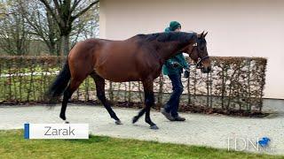 A Flying Start At Stud For Zarak