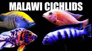 All of My Lake Malawi African Cichlids