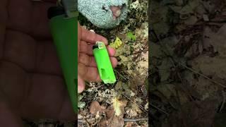 Bushcraft Skills Fire from a broken lighter  #bushcraft #survival #outdoors #camping #fire