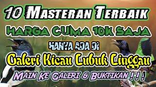 10 Jenis Burung Masteran Terbaik Tanpa Buangan Dihargai Hanya 10k Saja?,Cuma ada di Galeri Kicau LLG