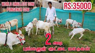 Punganur Cow | World smallest Cow |புங்கனூர் குட்டை மாடுகள்