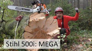 BRUTAL Baum wird gefällt: Auf das muss man aufpassen! #wildaufwald