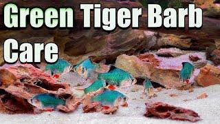 The Ultimate Green Fish! Green Tiger Barb Care and Breeding