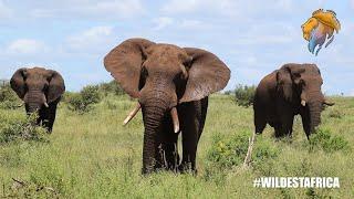 The Three Magnificent Elephant Brothers | Wildest Kruger Sightings