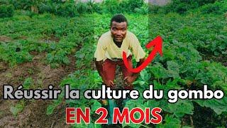 2 Astuces Pour Réussir La Culture du Gombo surtout en Saison Pluvieuse