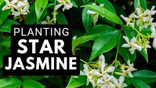 Step-by-Step: Planting STAR JASMINE On A Trellis 