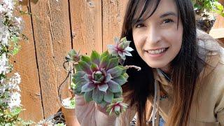 Mountain Crest Gardens Sempervivum(hen and chicks) and cactus unboxing