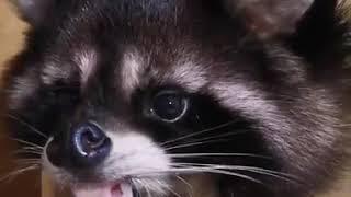 Енот пьёт воду. Смешной енотик. The raccoon drinks water. Funny raccoon.