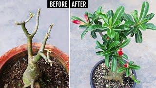 Do THESE IMMEDIATELY If Adenium Is NOT FLOWERING or GROWING