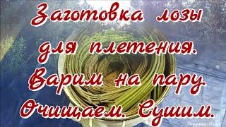 17. Лозоплетение. Заготовка лозы. Пропариваем_Очищаем_Сушим.