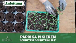 Paprika pikieren 🫑 Schritt für Schritt erklärt! So machst du es richtig!