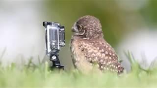 Owl and GoPro