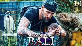 Das Ende von Mission: Bali -  Wir entlassen Tiere in die Freiheit