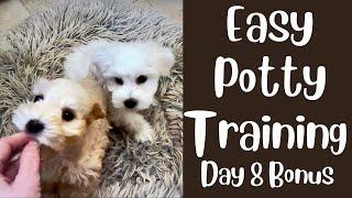 Potty Training a New Puppy - ADORABLE SCHNAUZER - Day 8 BONUS