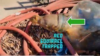 Red Squirrel Trapped in Vintage Gallon | Animal Rescue