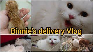 My Cat (Binnie's) delivery Vlog | very useful tips for cat owners | the Cats planet