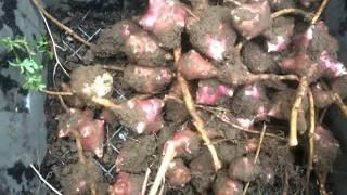 Sunchokes - Cooperative Farming with Voles